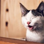 coshida-Katzenfutter, herausfinden wer dahintersteckt