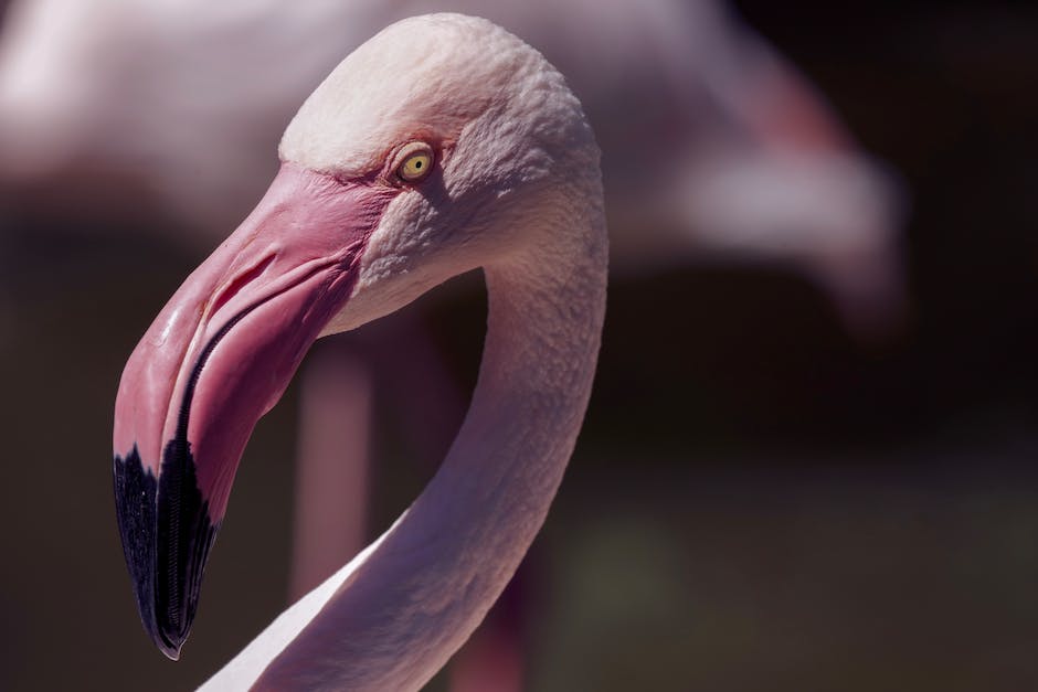 hintergrund zu Ingo ohne Flamingo