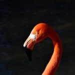 Wer steckt hinter Ingo ohne Flamingo? Eine Einführung in die Musikkultur