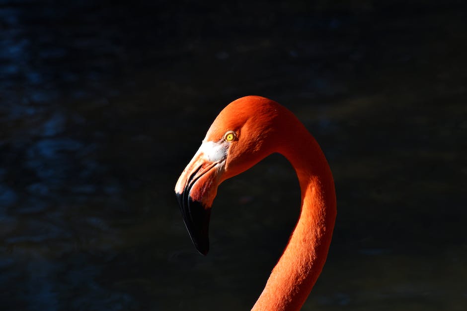 Wer steckt hinter Ingo ohne Flamingo? Eine Einführung in die Musikkultur